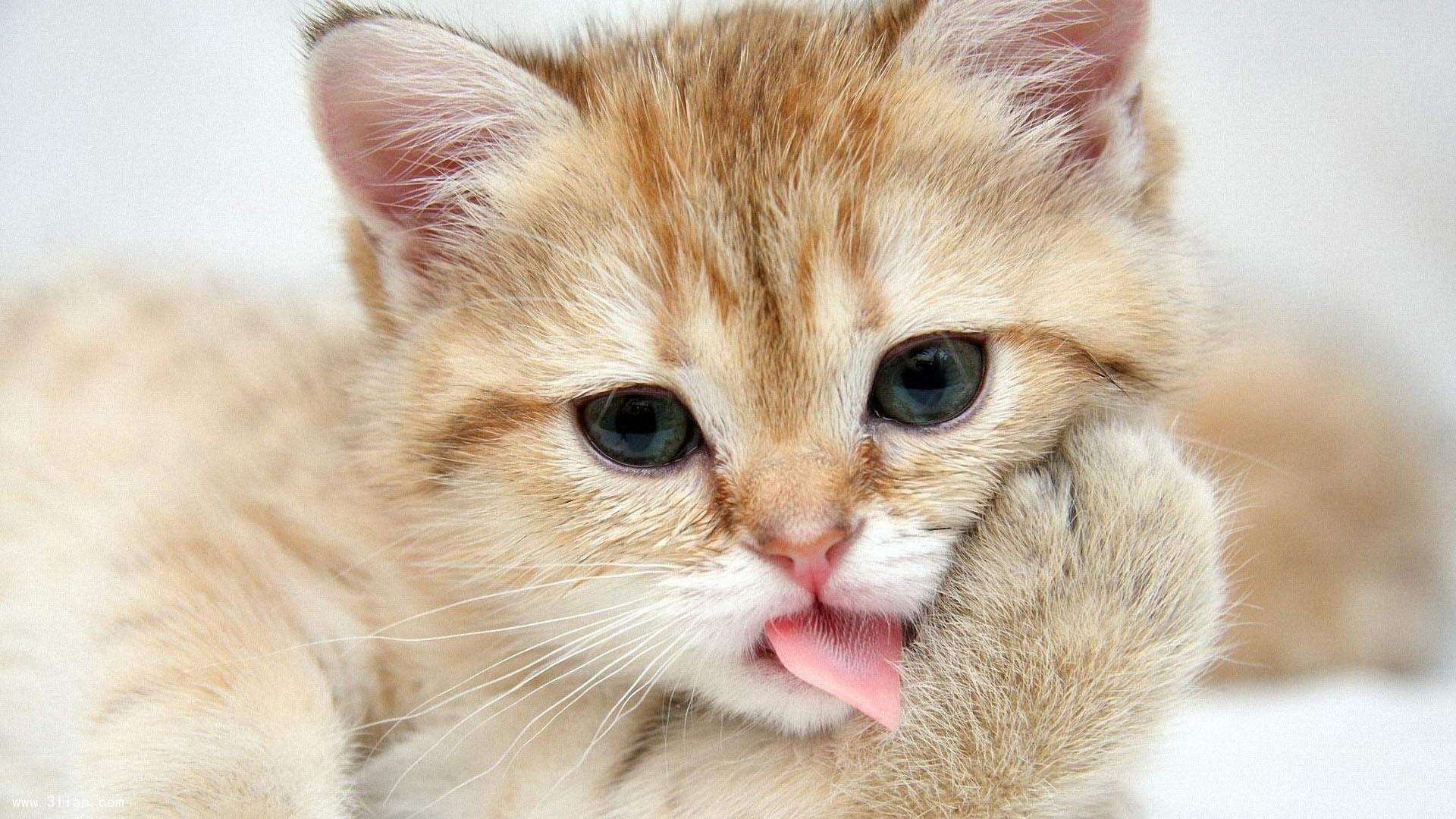 猫咪老是想吃猫草【猫咪总想吃猫草】